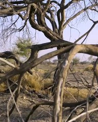 Sharjah Safari. Video/Sultan Bin Ahmed Alqasimi