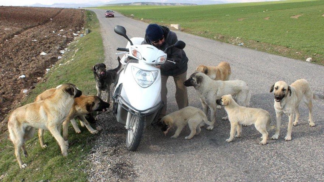 Köpekler onu korna sesinden tanıyor
