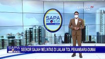 Seekor Gajah Liar Terekam Kamera Warga, Sedang Melintas di Jalan Tol Pekanbaru-Dumai