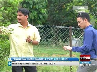 Penanaman limau mandarin secara berkualiti