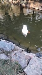 Duck Cute Video By Kingdom Of Awais