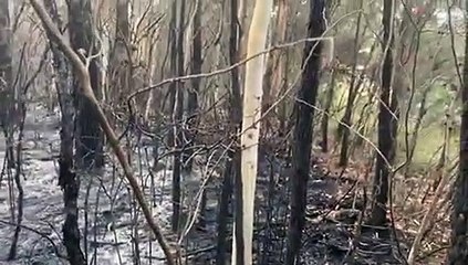 NSW RFS - Shoalhaven