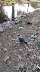 Crow Ki Video By Kingdom of Awais