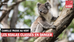 Les koalas classés "en danger" par l'Australie