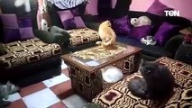 أم وبنتها عايشين مع 70 قطة في بيت واحد : خدناهم من الشارع وبنخدمهم بعنينا