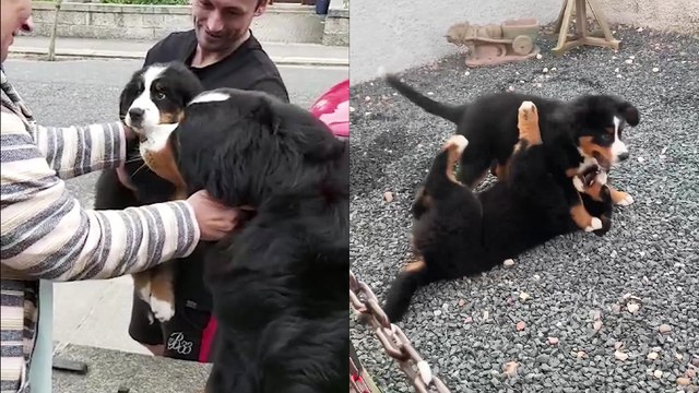 'Adorable Bernese puppy reunites with sister and settles in with his new family'
