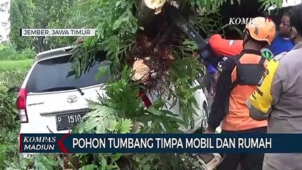 Pohon Tumbang Timpa Mobil Dan Rumah