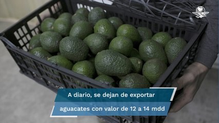 Aguacateros dan opción a EU para volver a exporta