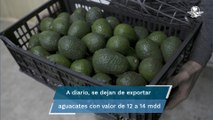 Aguacateros dan opción a EU para volver a exporta