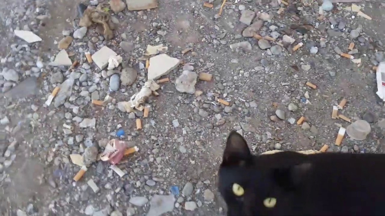 pregenent cute cat on street