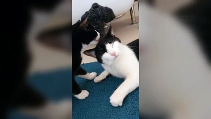 Kitten has mystery condition which makes it 'scream like a human'