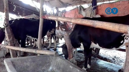Indigenous breed cow rearing system