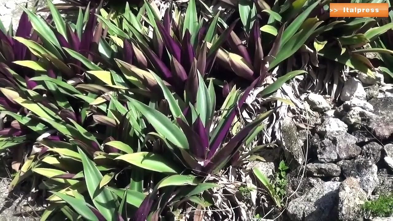 Guatemala, a Tikal le piramidi dei Maya