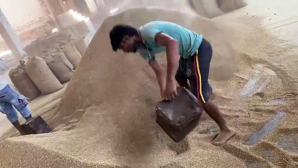 JODHPUR KRISHI MANDIजीरा में लगा तेजी का तडक़ा, ग्वार-गम में गिरावट