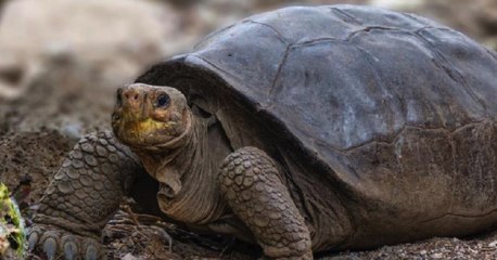 ¿Cómo reapareció una especie que se creía extinta hace décadas?