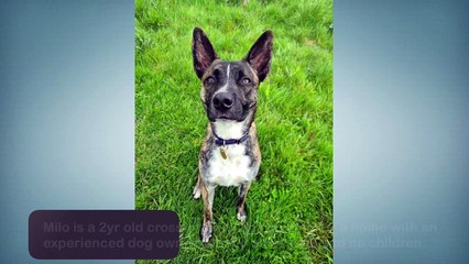 Give a Pet a Home (Feb 18 2022)