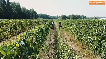 Descargar video: Agricoltura, ancora niente accordo sulla nuova Pac