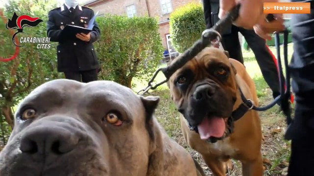 Maltrattamento cani e traffico di cuccioli, 40 denunce