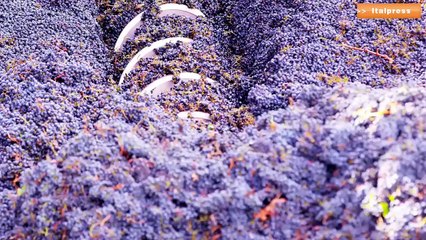 Vini, nel 2020 minori ricavi per 1,5 mld