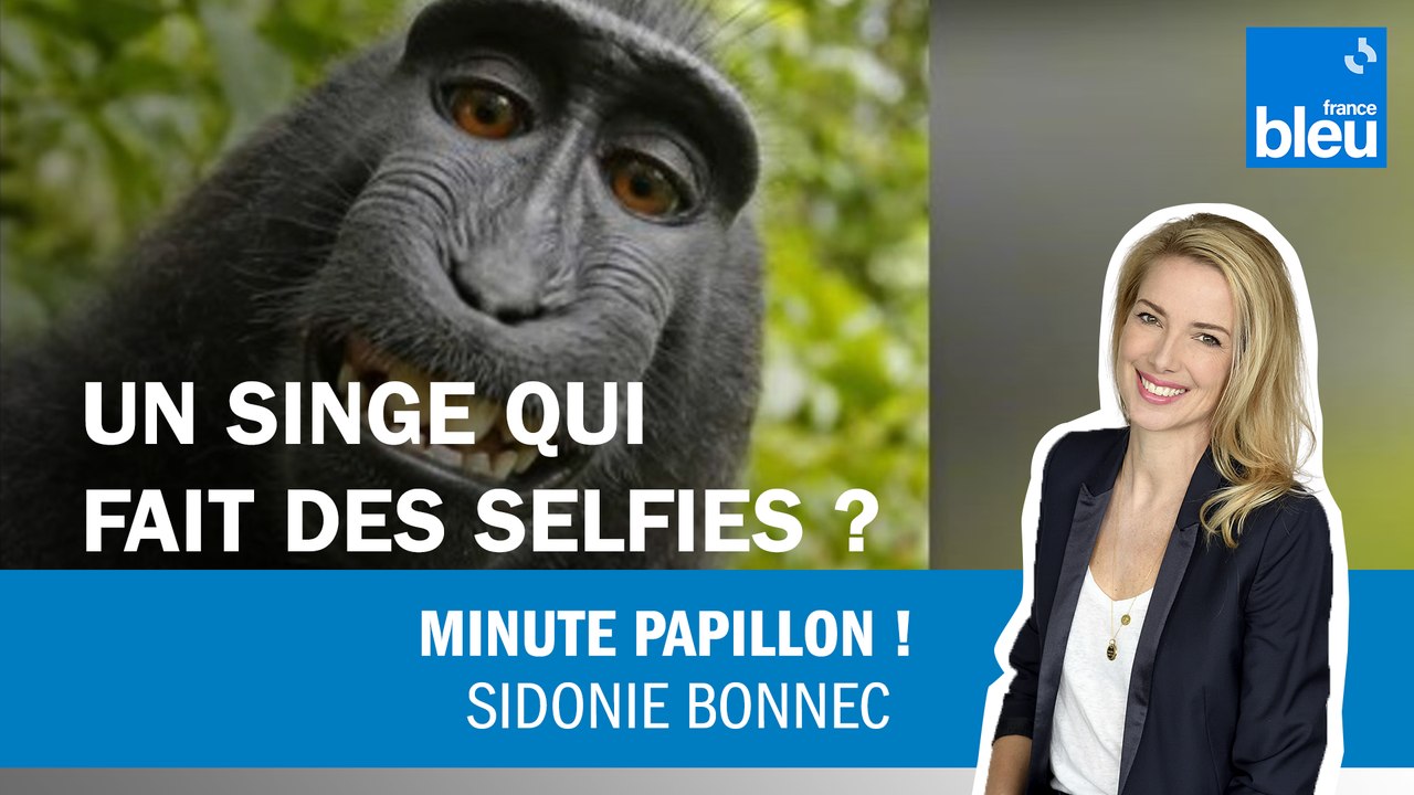 Un singe peut-il faire des selfies ? - Vidéo Dailymotion