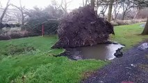 Tree comes crashing to earth at Hillsborough Golf Course during high winds of Storm Dudley