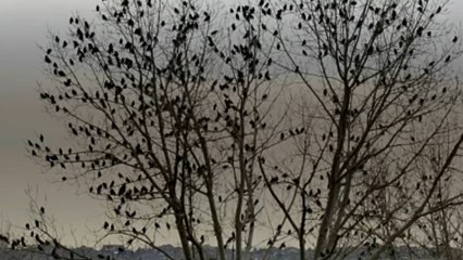 Así es cómo el cambio climático está obligando a las aves a adaptarse