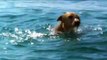 海で溺れていたワンコを近くで泳いでいたイルカが救出！賢すぎる！ Friendship or Unity - Dog and Dolphin -