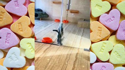 Amazing Moments Cats Videos | Funniest Cats | Popular - Short Film Video