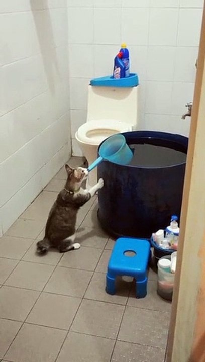 Kucing nakal