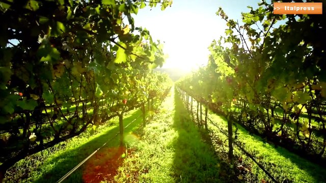 Agroalimentare, infrazione Ue a Italia su pratiche sleali