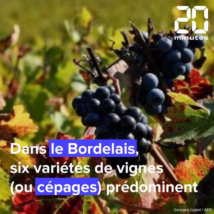 Les six cépages phares du Bordelais