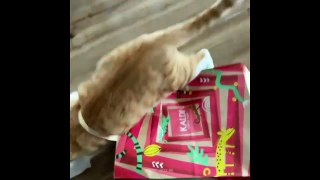 Funniest Cats - Best Of The 2021 Funny Cat Videos - Funny Cats