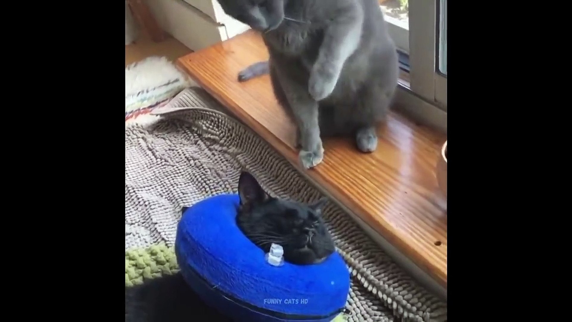 ⁣Funniest Cats -  Funny Cat Videos - Funny Cats - Cats in 2022