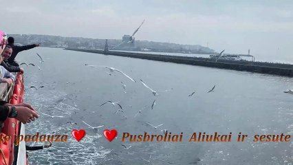 Pusbroliai Aliukai ir sesute  Meiles zuvedra. 2009