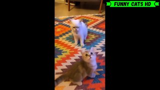 Cute and Funny Cat Videos to Keep You Smiling! Don't try to hold back Laughter