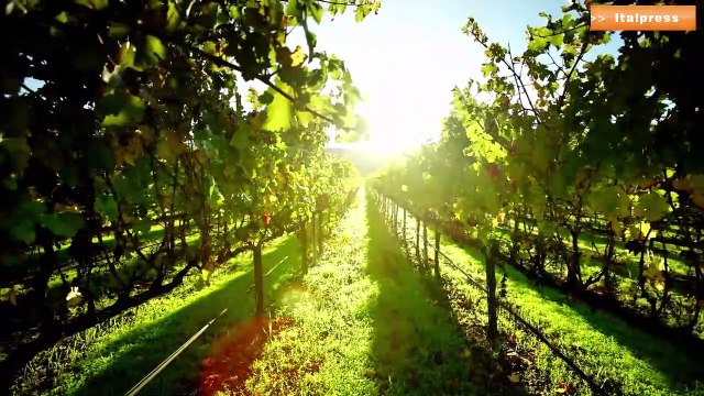 Elevati standard sostenibilità per 48% aziende agricole