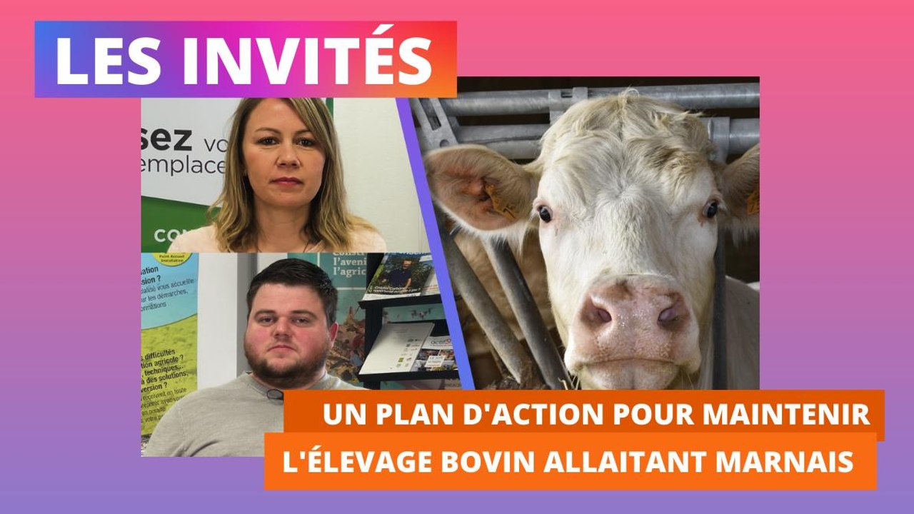 Un plan d'actions pour maintenir l'élevage bovin allaitant marnais