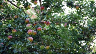 Beautiful -Apple  Trees