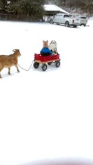 Goat Pulls a Wagon in the Snow