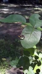 Leafcutter Bee Caught on Camera