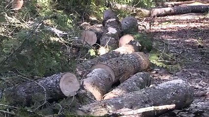 Ambientalistas mexicanos enfrentam ameaças de extrativistas clandestinos