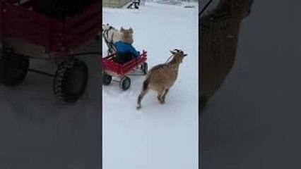 Goat Pulls a Wagon in the Snow