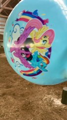 Stallion's Gift from Fan Doesn't Last Very Long