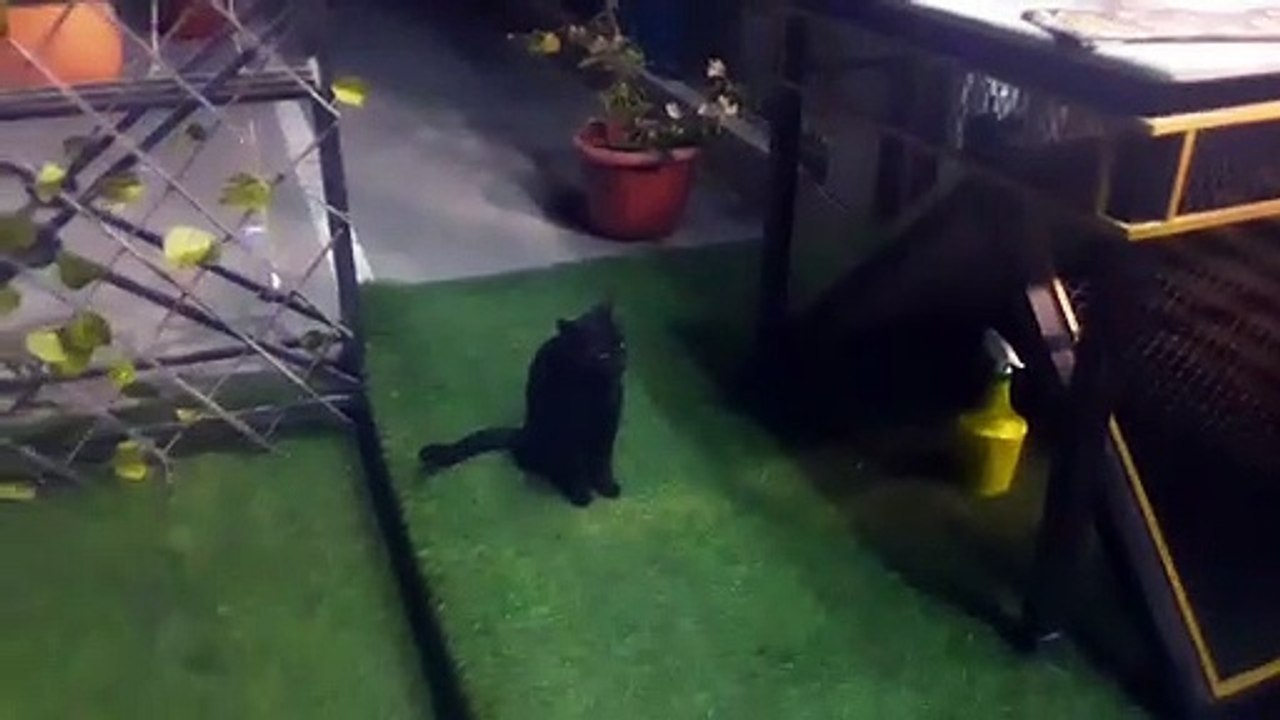 Cute cats are looking For Food