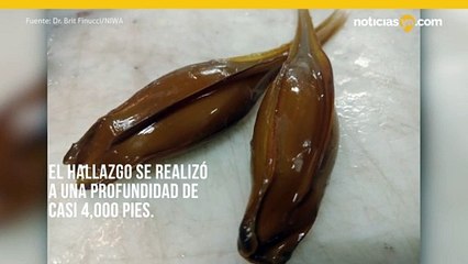 Científicos encuentran un tiburón bebé recién nacido