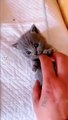Cuet Baby Cat funny video || Cat lover || Kitten || pet Animal ||