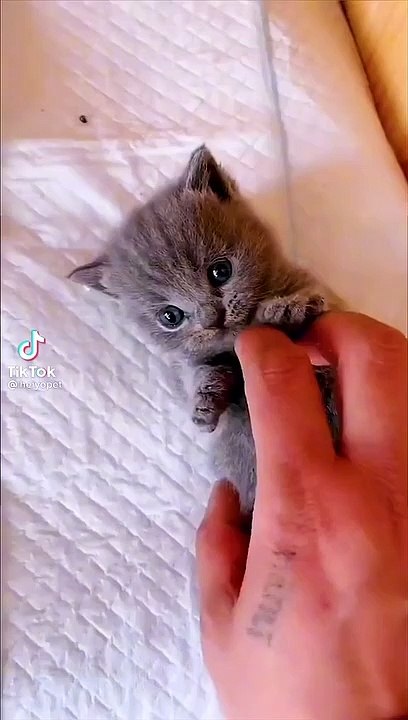 Cuet Baby Cat funny video || Cat lover || Kitten || pet Animal ||