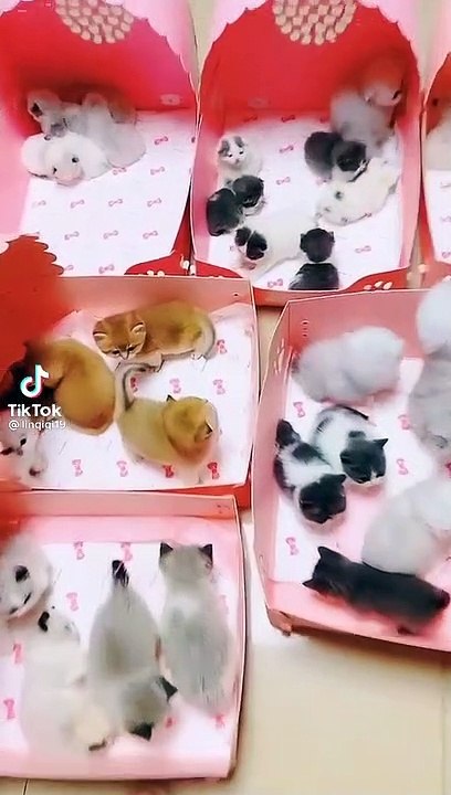 Cuet Baby Cat funny video || Cat lover || Kitten || pet Animal ||