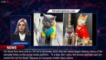 Pot Roast — One of the Most Beloved Cats on TikTok — Has Died, the Pet's Owner Confirms - 1breakingn