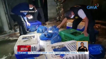 Halos 100 unggoy na nakasilid sa mga bag, natagpuan sa abandonadong gusali sa Thailand | UB